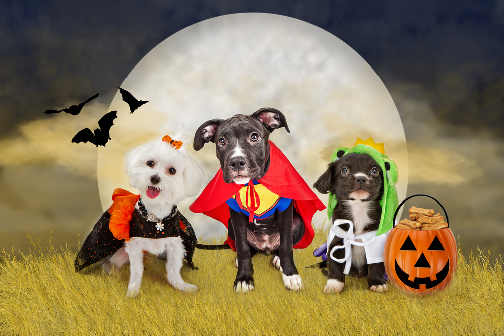 Pet Costumes